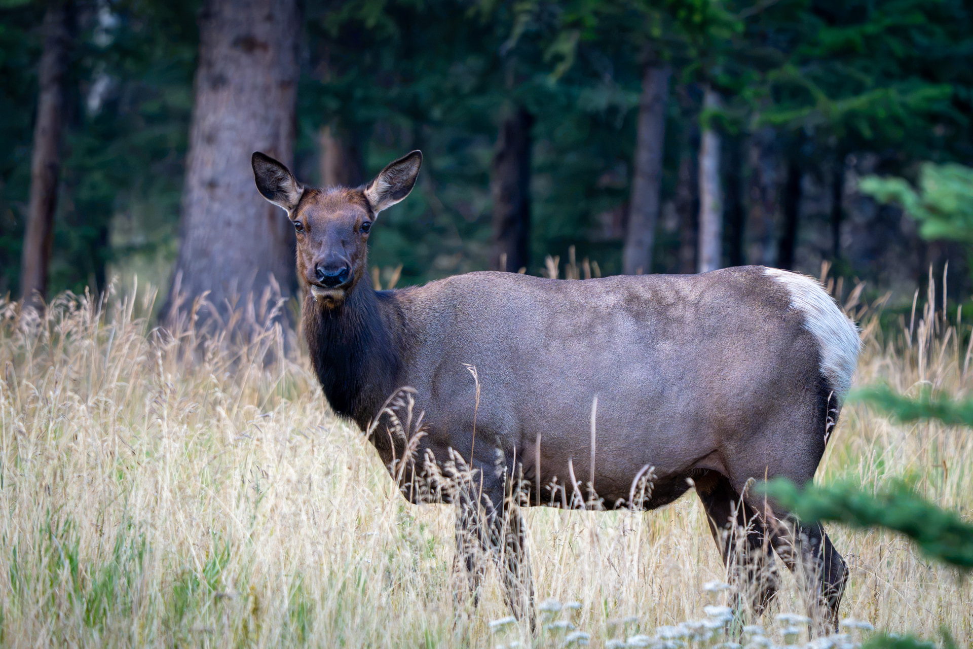 Weiblicher Wapiti steht im trockenen Gras vor einem Nadelwald