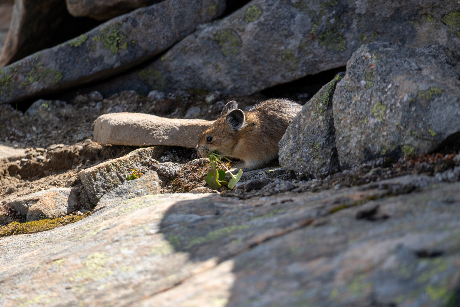 Amerikanischer Pfeifhase mit grünen Pflanzen im Maul zwischen Felsen