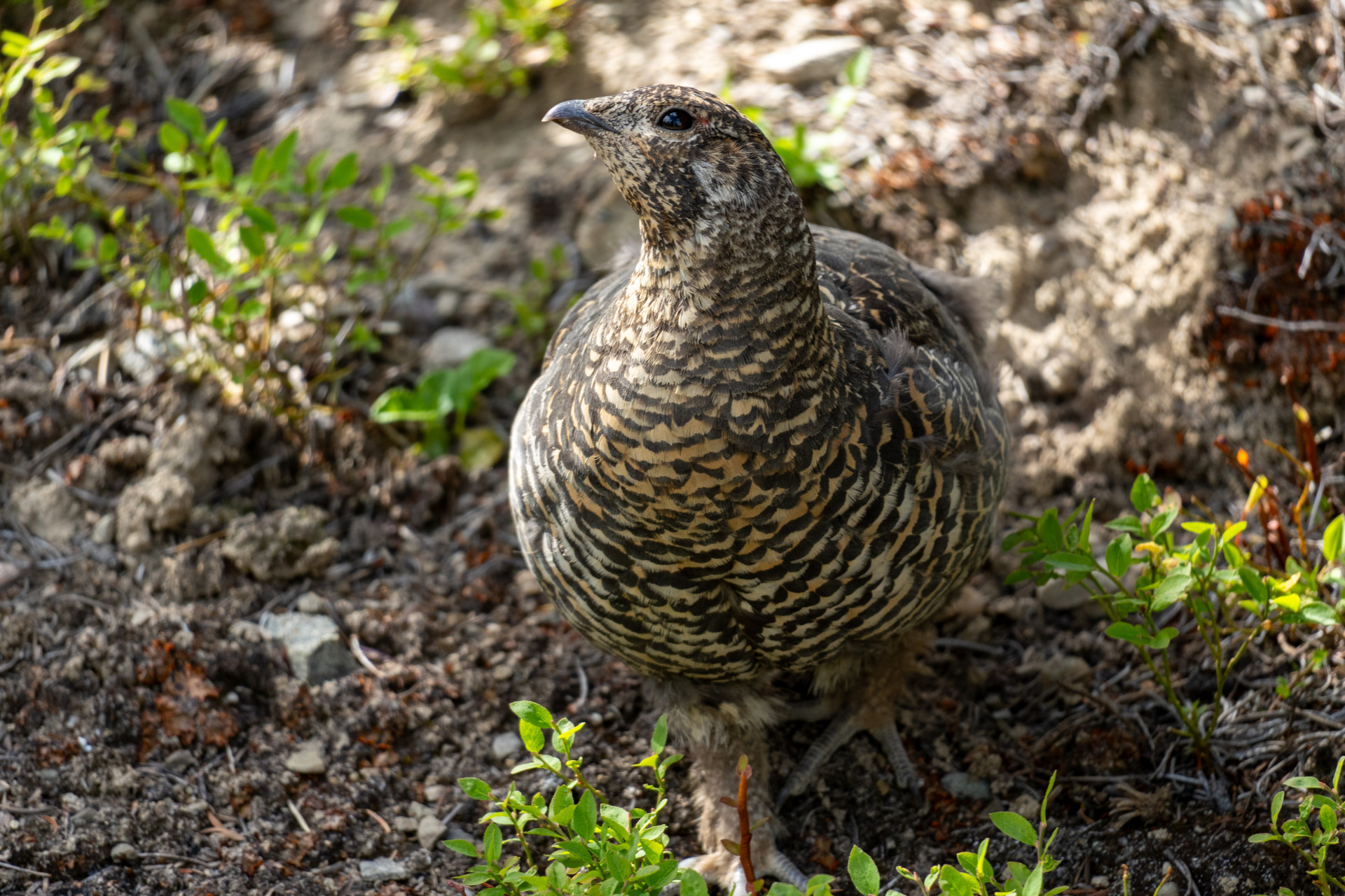 Weibliches Tannenhuhn mit braun-grau gebändertem Gefieder zwischen Zweigen