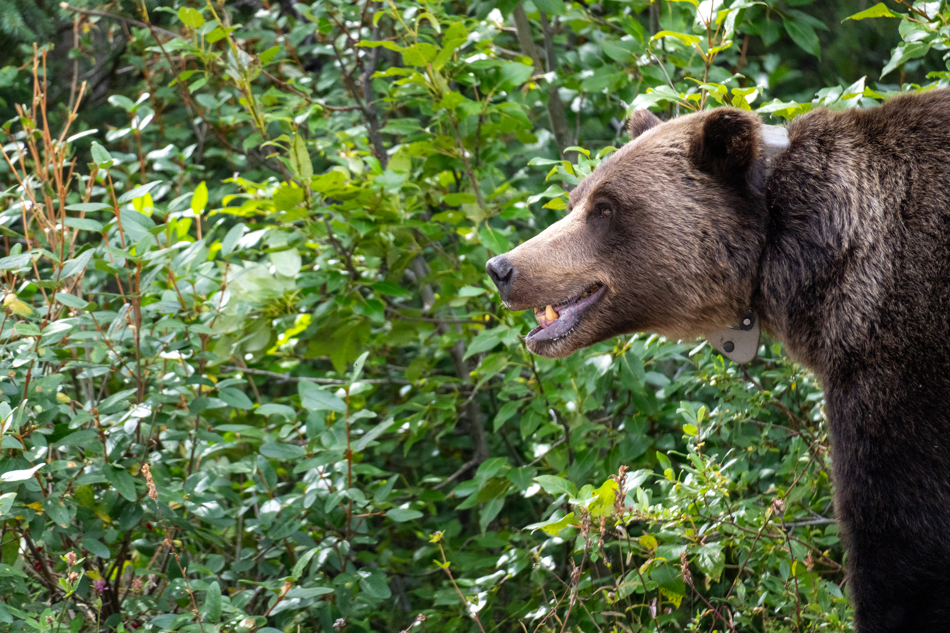 Grizzlybärin 222 mit Senderhalsband läuft durch niedrige Vegetation an der Maligne Road