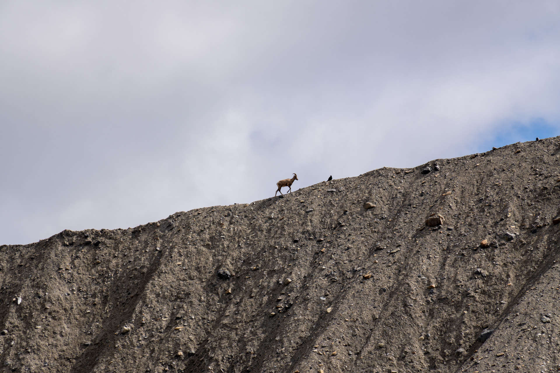 Dickhornschaf läuft über einen steilen Geröllhang in den Rocky Mountains