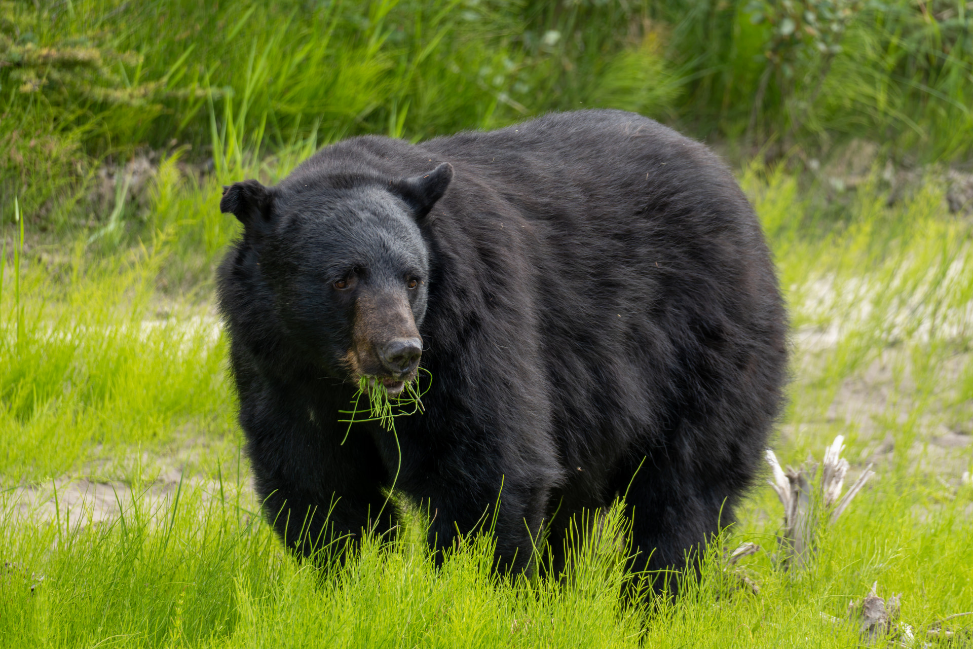 Schwarzbär frisst im hohen Gras am Rand der Maligne Road