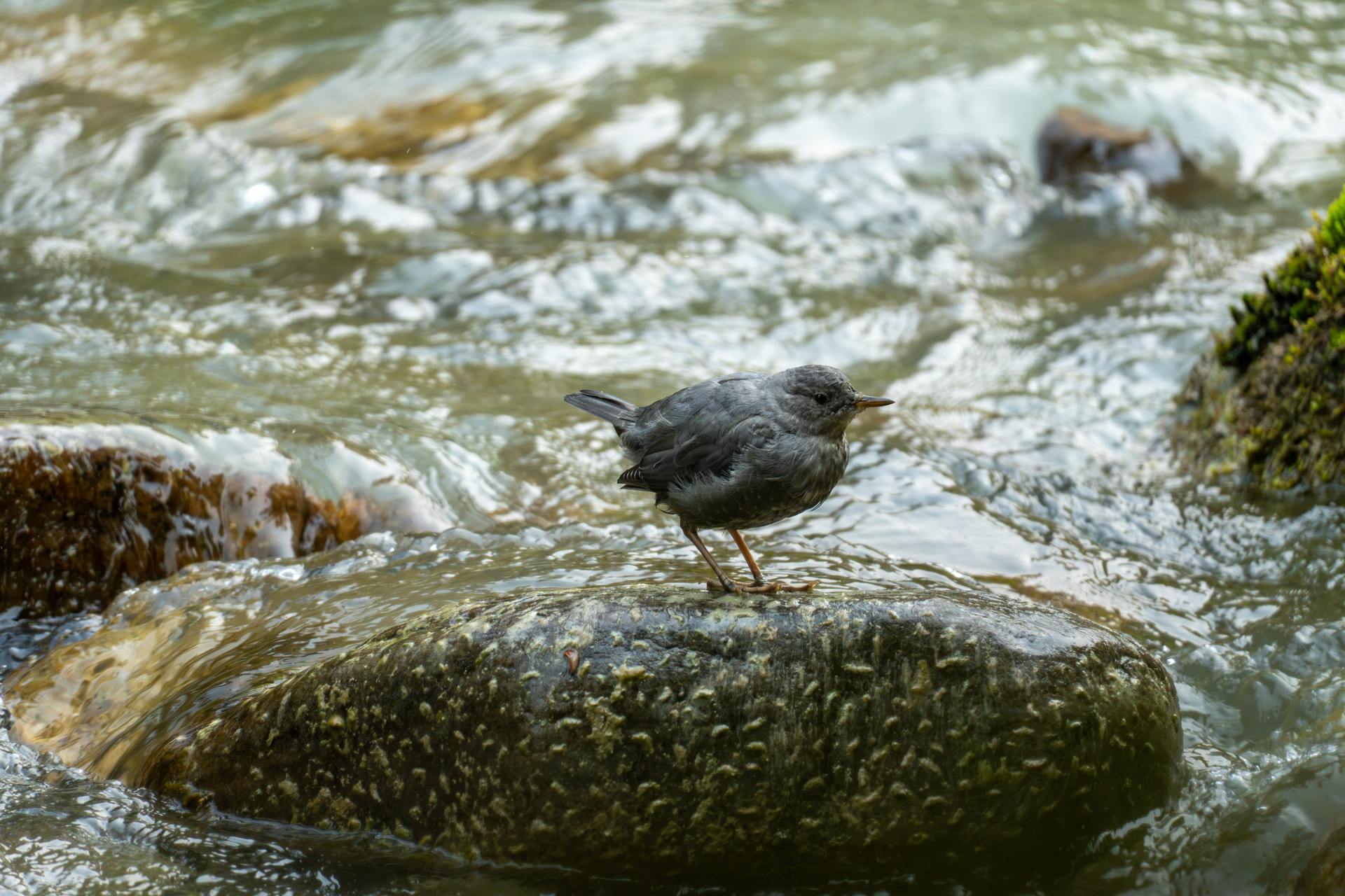 Amerikanische Wasseramsel auf einem nassen Felsen in einem rauschenden Gebirgsbach