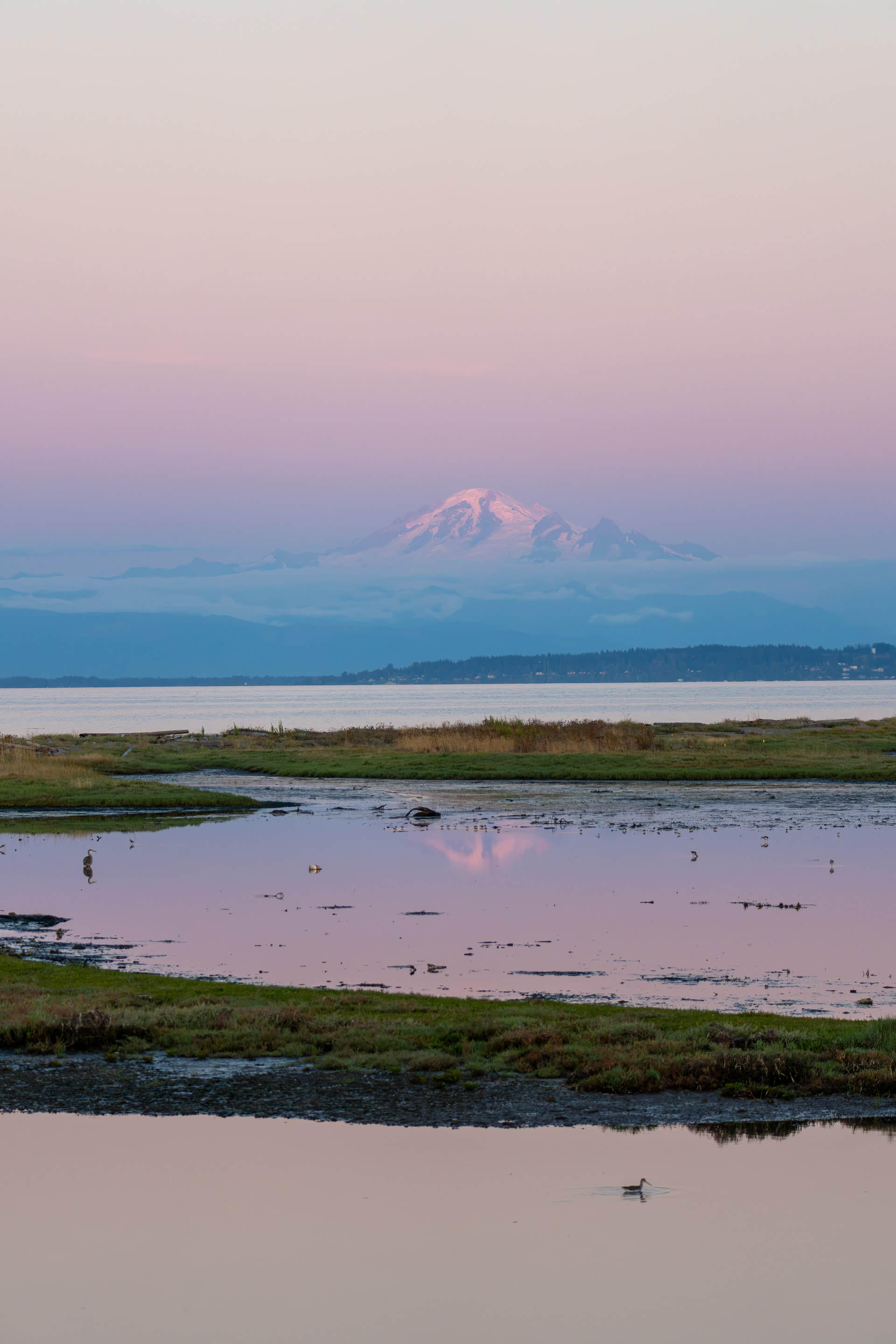 Rosafarben beleuchteter Mount Baker hinter den Wattflächen und Wasservögeln an Centennial Beach