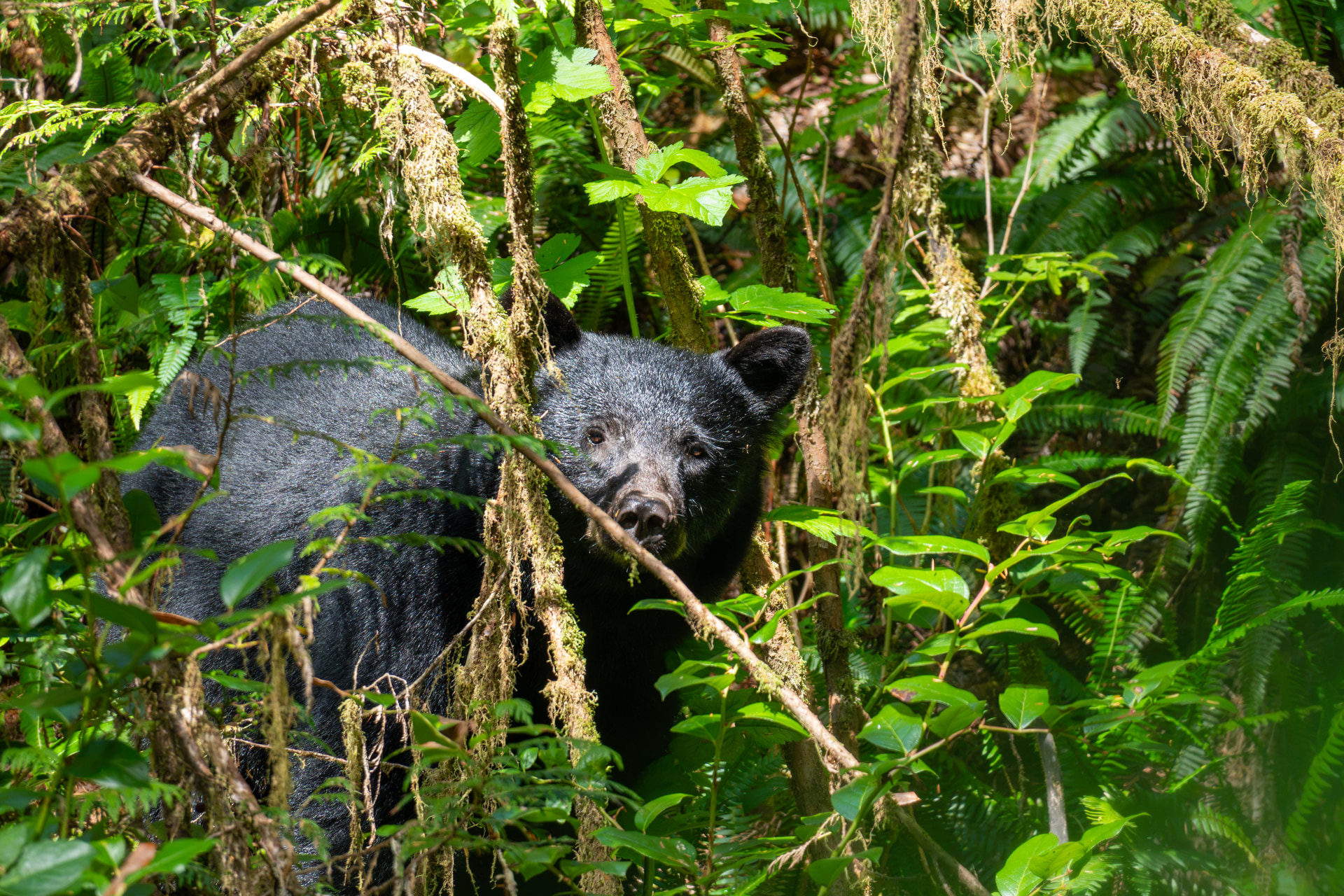 Schwarzbär zwischen hohen Farnen im dichten Küstenregenwald