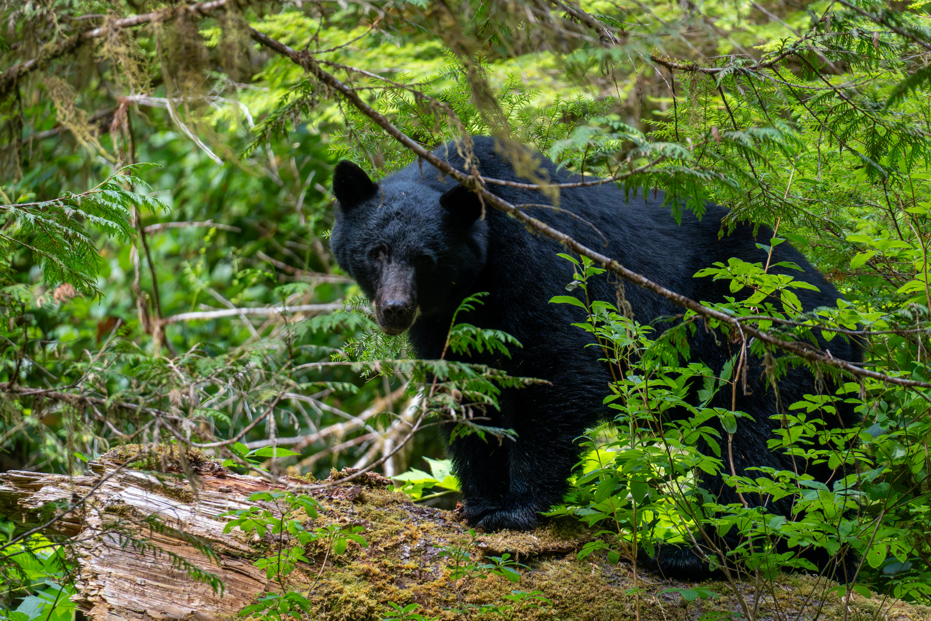 Schwarzbär im grünen Farn-Unterwuchs des Küstenregenwaldes