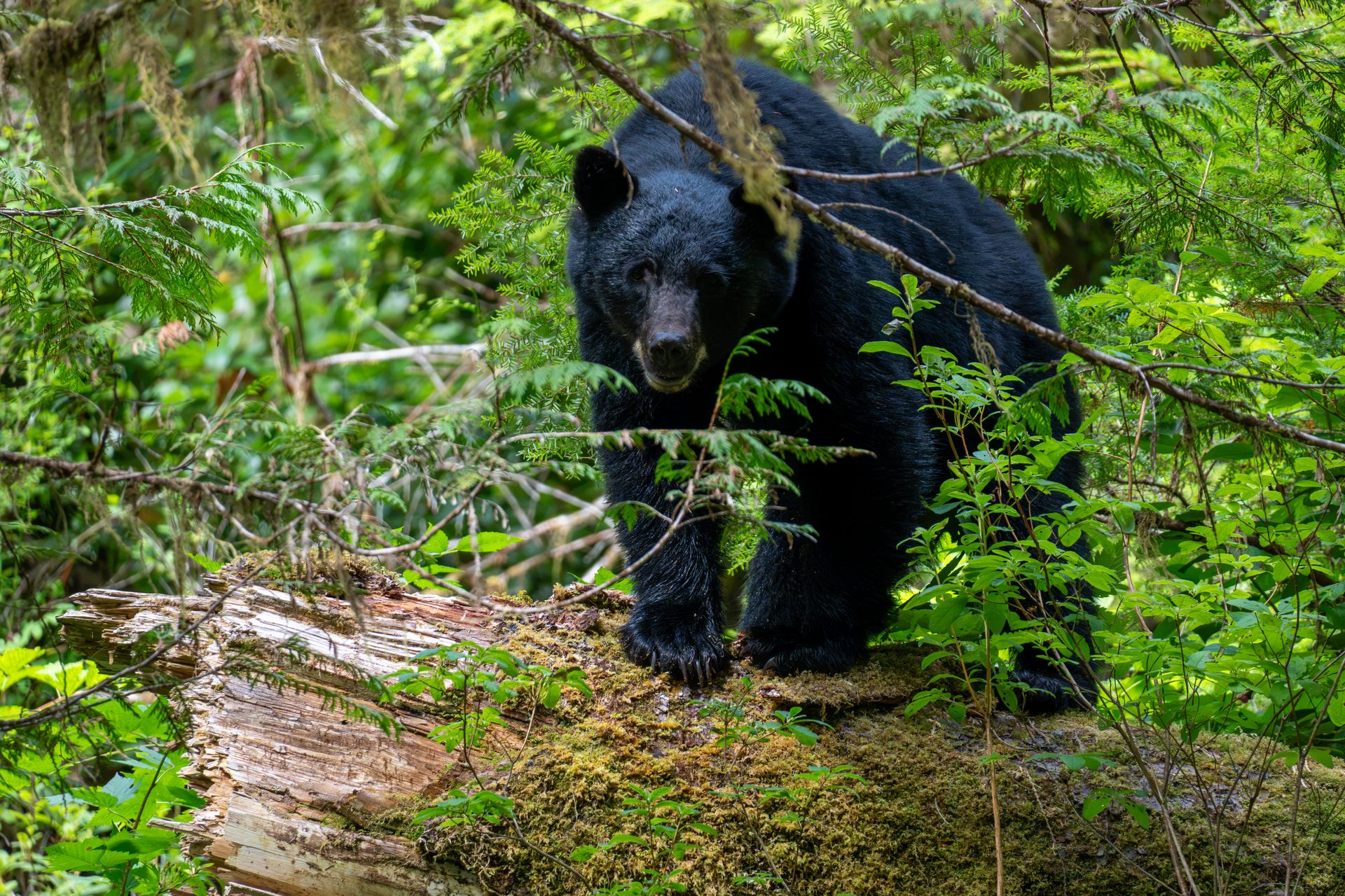 Schwarzbär blickt aus dichtem grünem Unterwuchs im Regenwald