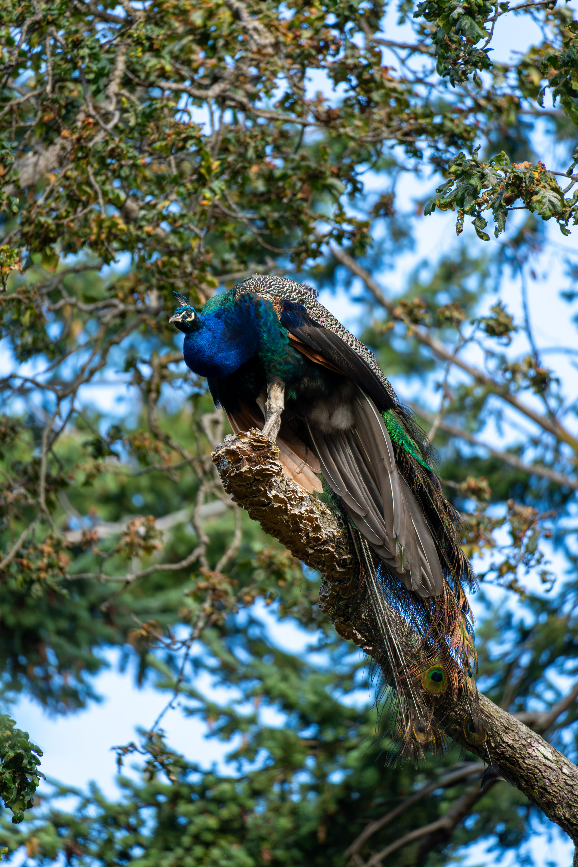 Männlicher Blauer Pfau sitzt hoch zwischen Ästen in einer Baumkrone