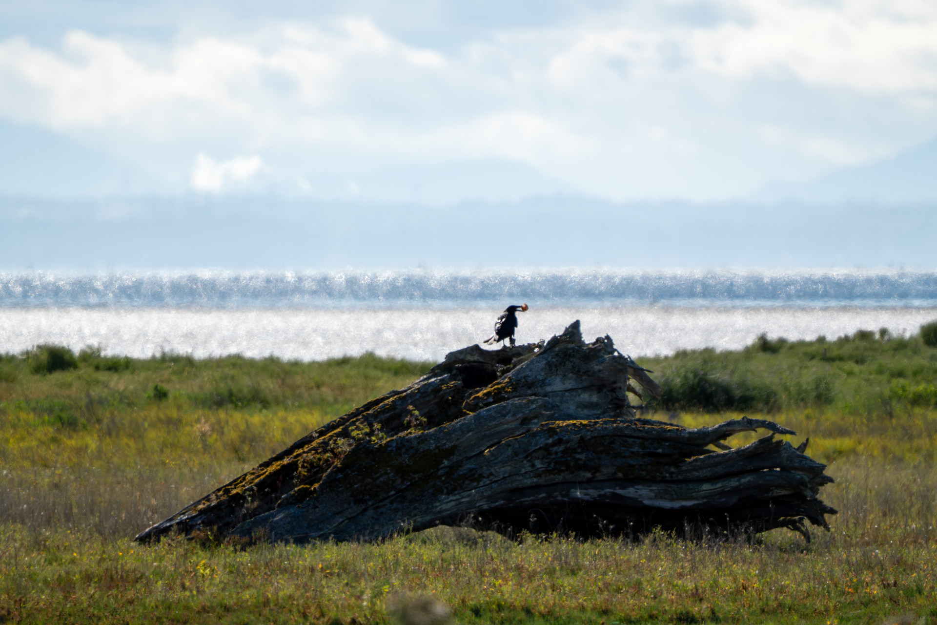 Amerikanerkrähe mit orangebraunem Fundstück im Schnabel auf Treibholz an der Boundary Bay