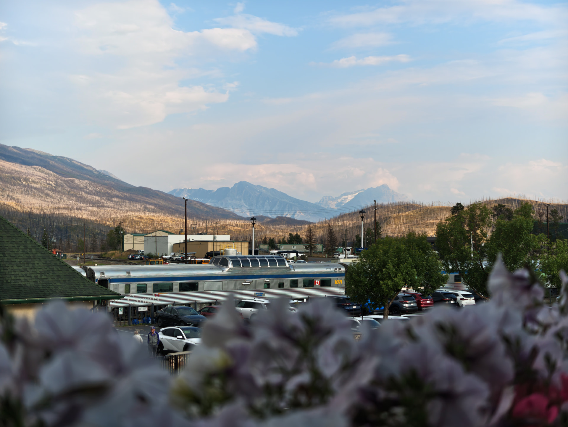 VIA-Rail-Zug am Bahnhof Jasper vor kahlen Berghängen, gesehen durch Blumen vom Restaurant The Maligne Range