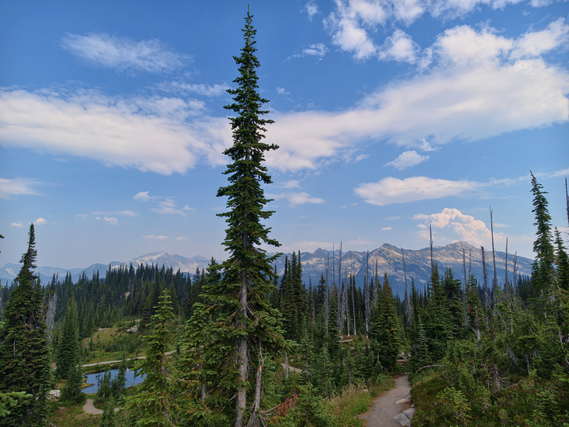 Einzelne Tanne in einer subalpinen Berglandschaft am Mount Revelstoke